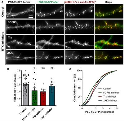 Neuroligin-1 dependent phosphotyrosine signaling in excitatory synapse differentiation